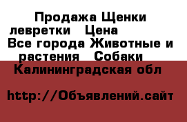 Продажа Щенки левретки › Цена ­ 40 000 - Все города Животные и растения » Собаки   . Калининградская обл.